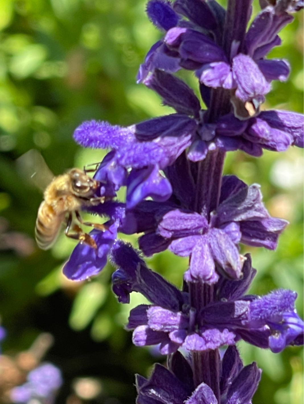 A honey bee collecting nectar from a purple flower