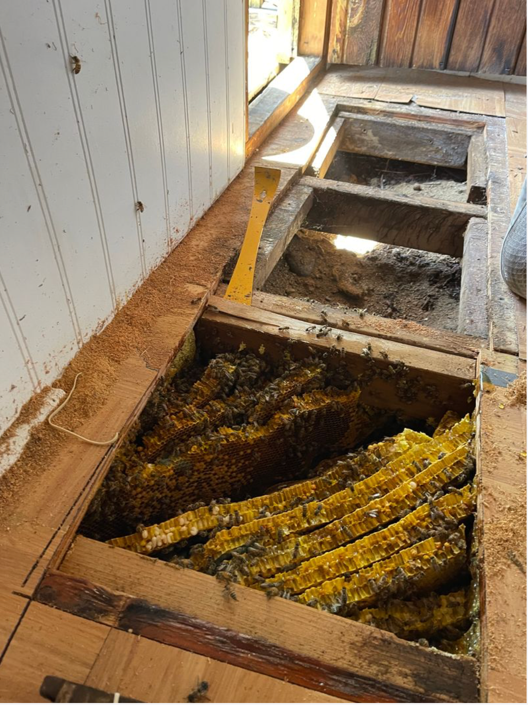 Honeycomb exposed during a bee extraction